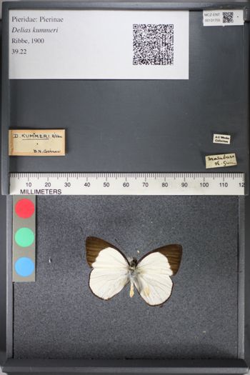 Media type: image;   Entomology 131755